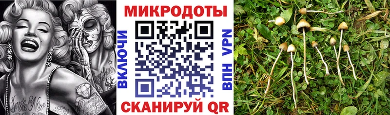 Псилоцибиновые грибы мицелий Миньяр